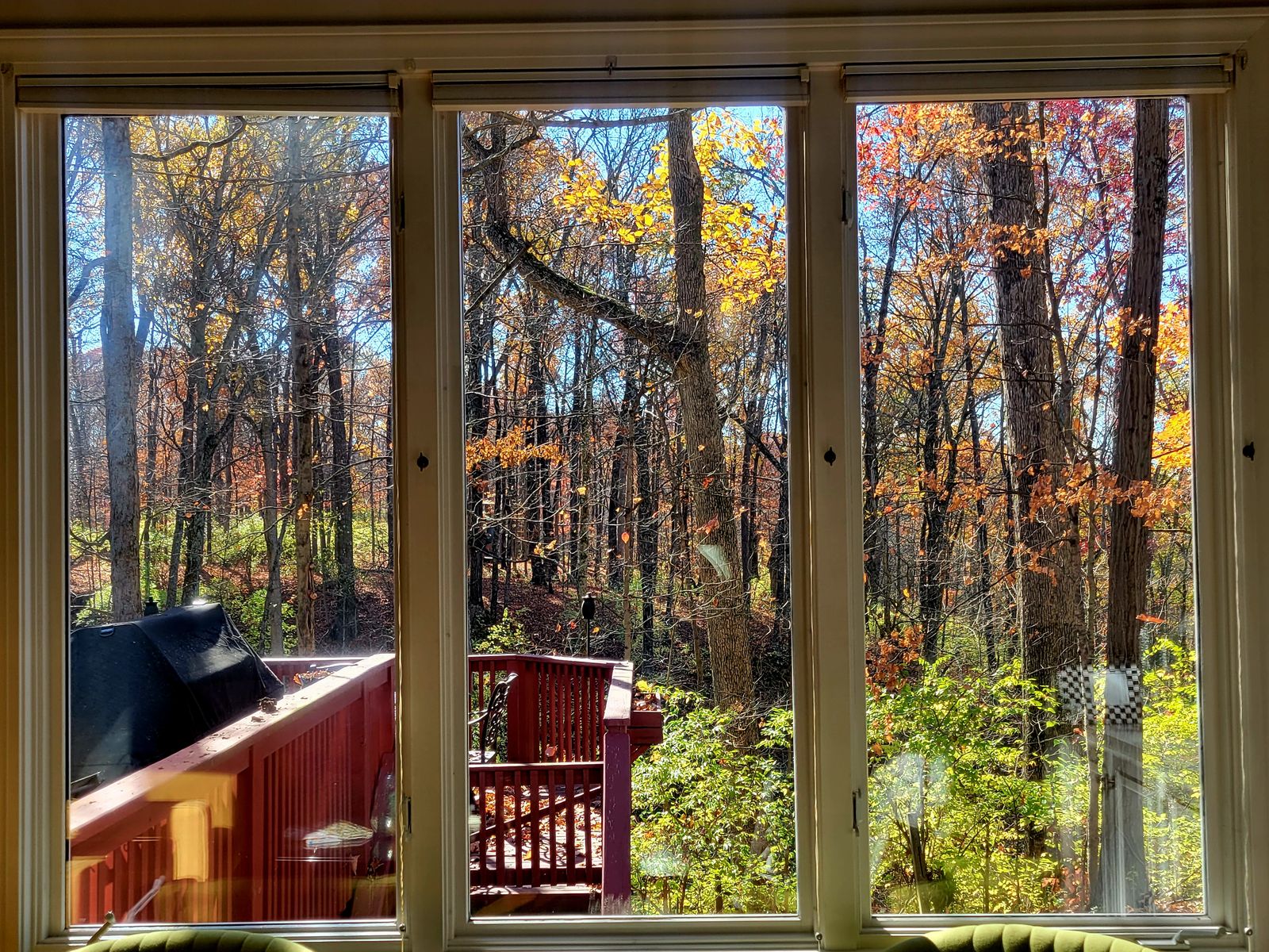Autumn woods viewed through freshly cleaned interior windows — residential window cleaning by Down to Earth